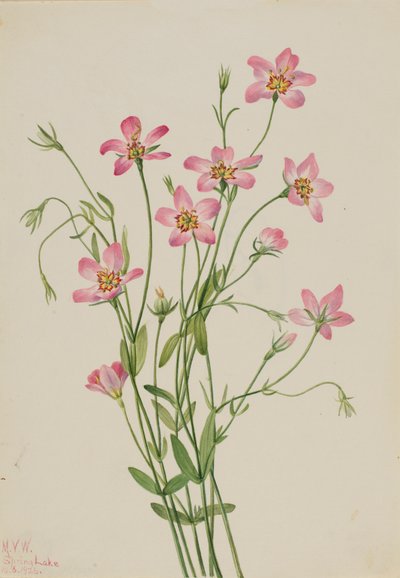 Salzwiesen-Rosengentian Sabbatia stellaris von Mary Vaux Walcott