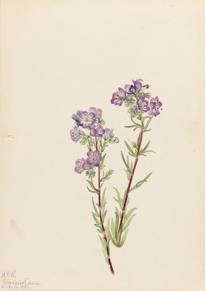 Sand-Phacelia (Phacelia linearis) von Mary Vaux Walcott