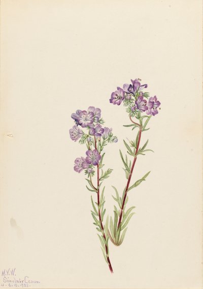 Sand-Phacelia Phacelia linearis, 1923 von Mary Vaux Walcott