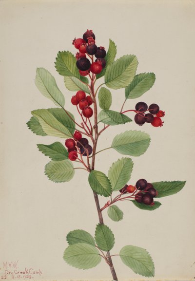 Felsenbirne (Amelanchier alnifolia) von Mary Vaux Walcott
