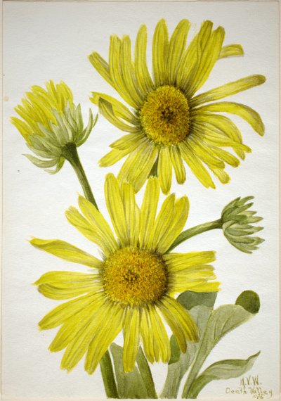 Satinblatt-Goldkopf (Enceliopsis covillei) von Mary Vaux Walcott