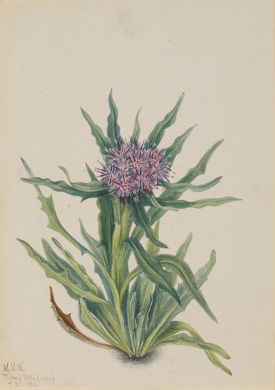 Saussurea (Saussurea densa) von Mary Vaux Walcott