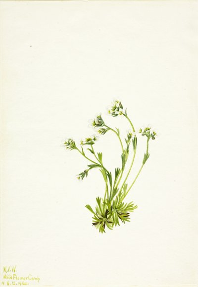 Steinbrech (Saxifraga caespitosa) von Mary Vaux Walcott