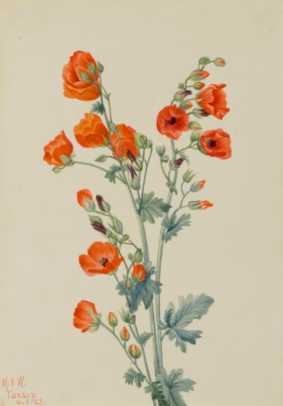 Scharlachroter Kugelmalve Sphaeralcea grossulariaefolia, 1927 von Mary Vaux Walcott