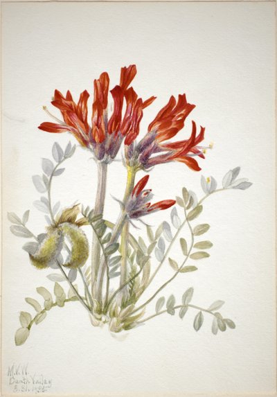 Scharlachroter Loco (Astragalus coccineus) von Mary Vaux Walcott