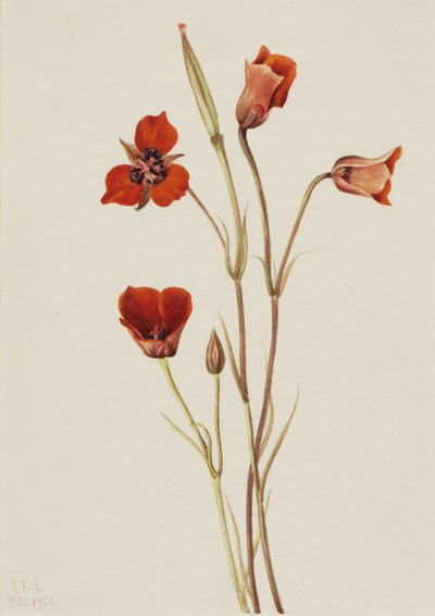 Scharlachrote Mariposa Calochortus kennedyi, 1926 von Mary Vaux Walcott