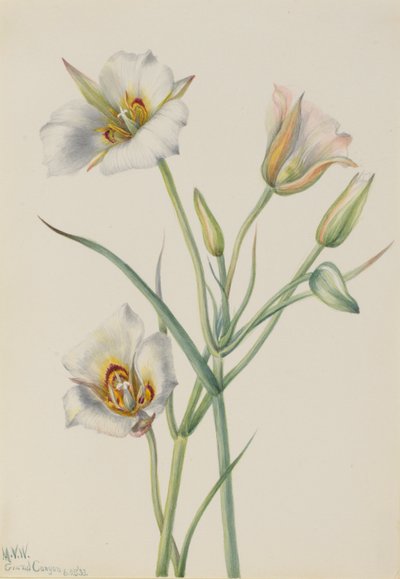 Sego-Lilie (Calochortus nuttallii) von Mary Vaux Walcott