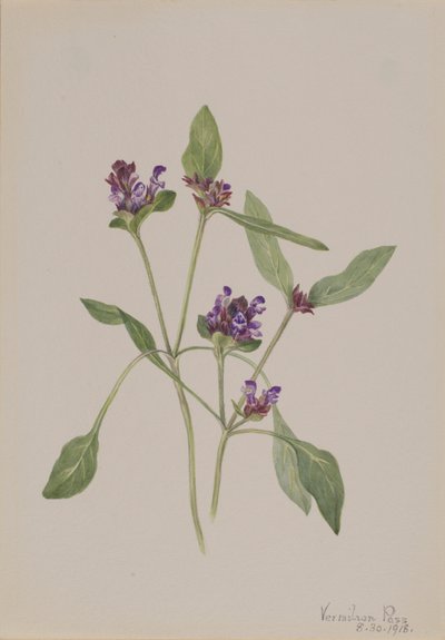 Prunella vulgaris (Selbstheil) von Mary Vaux Walcott