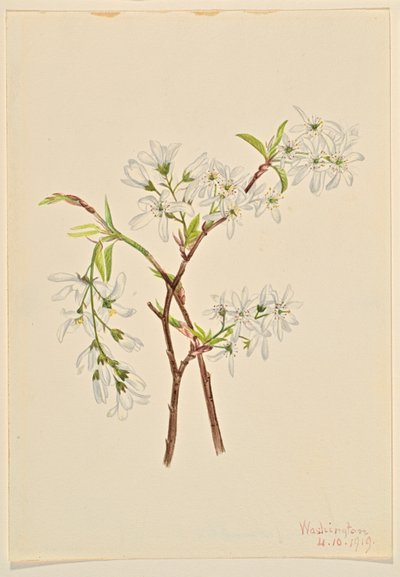 Felsenbirne (Amelianchier oblongifolia) von Mary Vaux Walcott