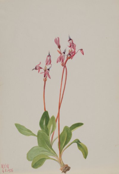 Schießender Stern Dodecatheon hendersonii, 1936 von Mary Vaux Walcott