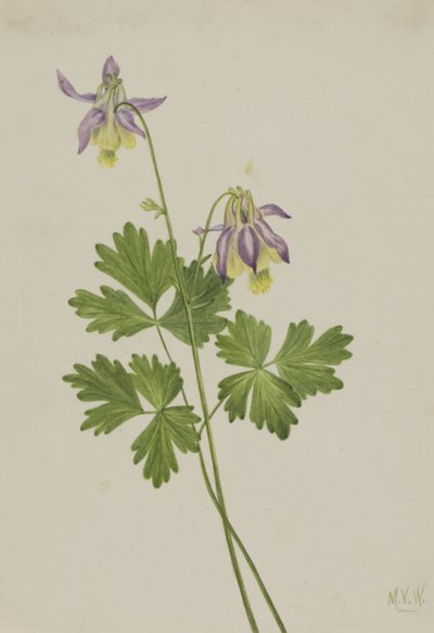 Kurzspornige Akelei Aquilegia brevistyla, 1907 von Mary Vaux Walcott