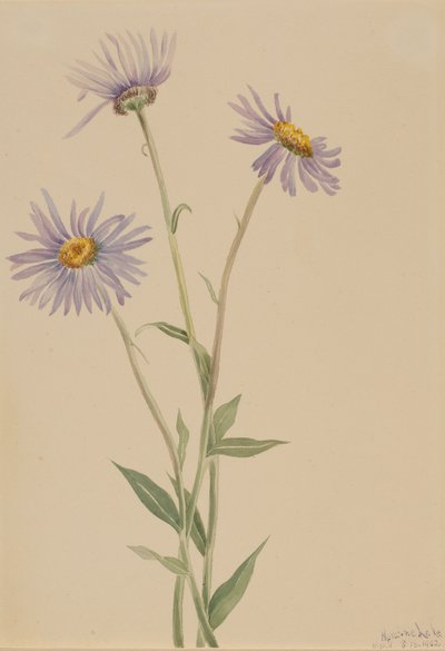 Prachtvolles Berufkraut Erigeron salsuginosus, 1902 von Mary Vaux Walcott