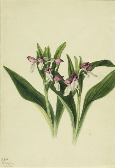 Prächtige Orchis (Orchis spectabilis) von Mary Vaux Walcott