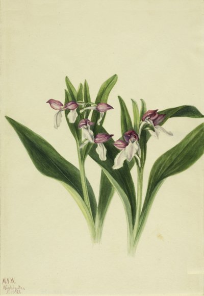 Pracht-Orchis Orchis spectabilis von Mary Vaux Walcott