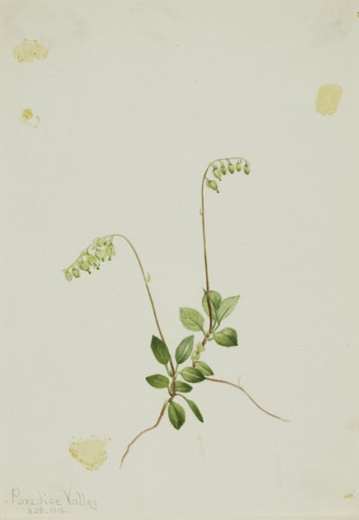 Sidebells Pyrola (Pyrola secunda) von Mary Vaux Walcott