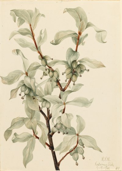 Silberbeere (Elaeagnus commutata) von Mary Vaux Walcott