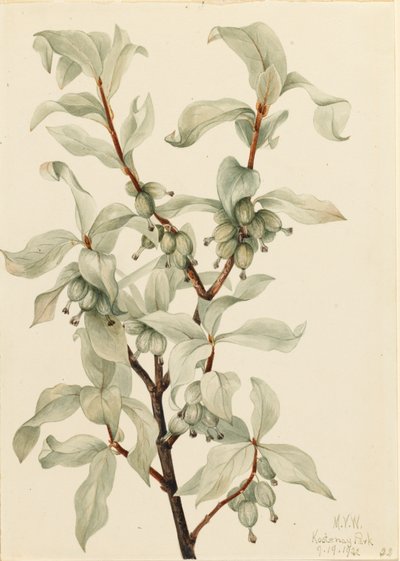 Silberbeere Elaeagnus commutata, 1922 von Mary Vaux Walcott