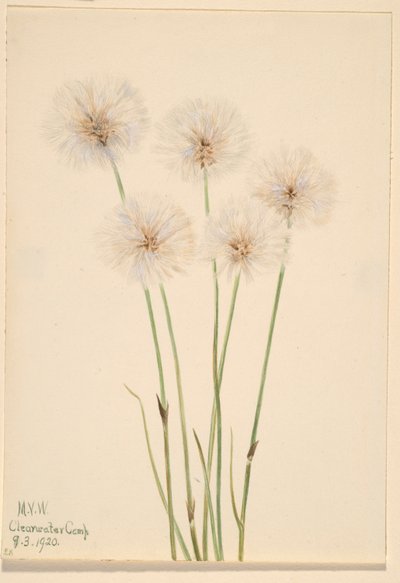 Schmalblättriges Wollgras (Eriophorum chamissonis) von Mary Vaux Walcott