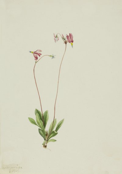 Schlanker Schießstern Dodecatheon pauciflorum, 1909 von Mary Vaux Walcott
