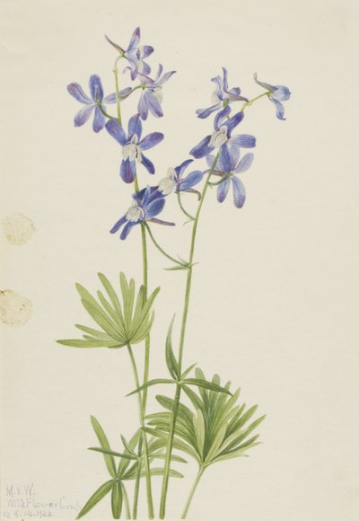 Schlanker Rittersporn (Delphinium depauperatum) von Mary Vaux Walcott