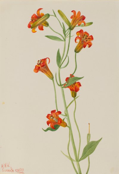 Kleine Tigerlilie (Lilium parvum) von Mary Vaux Walcott