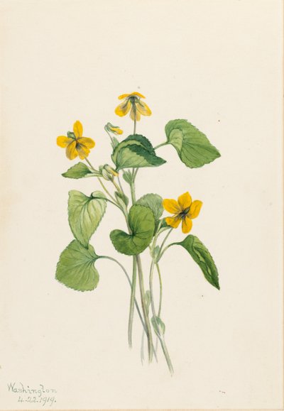 Glattes Gelbes Veilchen (Viola eriocarpa) von Mary Vaux Walcott