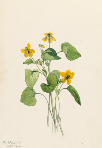 Glattes Gelbes Veilchen Viola eriocarpa, 1919 von Mary Vaux Walcott