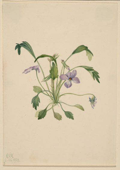 Südliches Vogel-Fuß-Veilchen (Viola digitata) von Mary Vaux Walcott