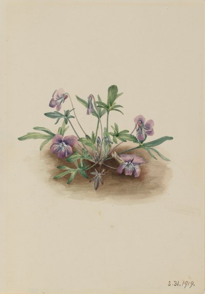 Südliche Küstenveilchen (Viola septemloba) von Mary Vaux Walcott