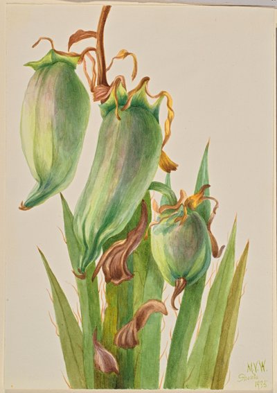 Spanisches Bajonett (Yucca baccata) von Mary Vaux Walcott