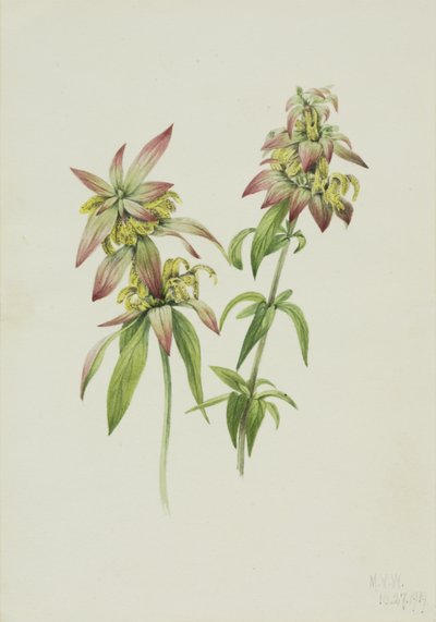 Gefleckte Bienenbalsam Monarda punctata, 1919 von Mary Vaux Walcott