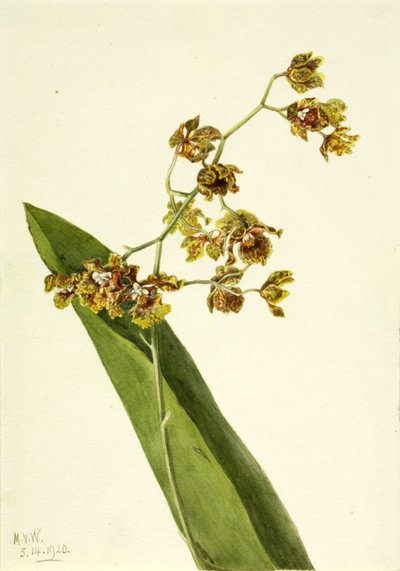 Geflecktes Cyrtopodium (Cyrtopodium punctatum) von Mary Vaux Walcott