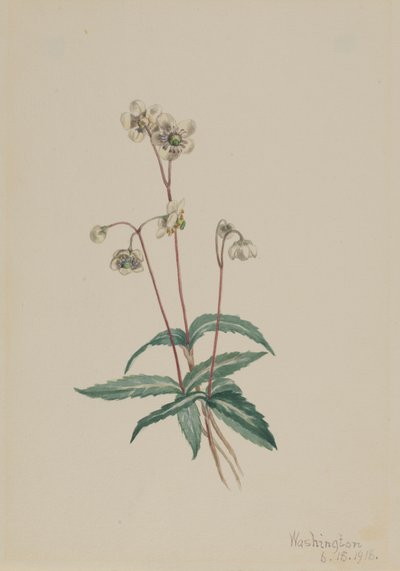 Gefleckte Pipsissewa Chimaphila maculata von Mary Vaux Walcott