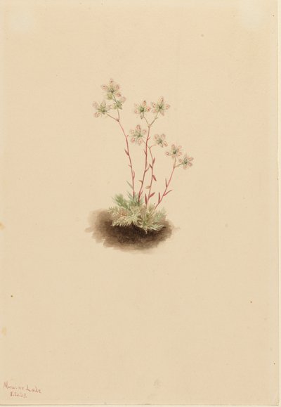 Gefleckte Steinbrech Saxifraga bronchialis, 1903 von Mary Vaux Walcott