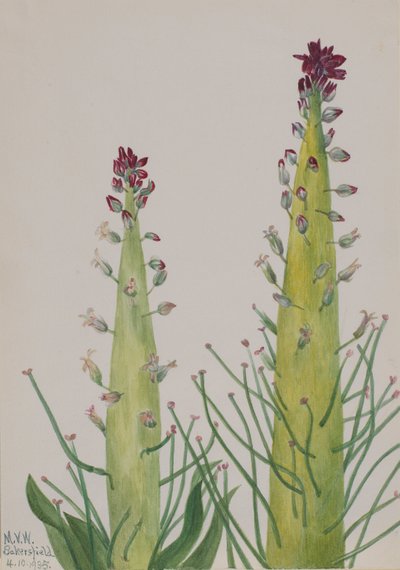 Squaw-Kohl Caulanthus inflatus, 1935 von Mary Vaux Walcott