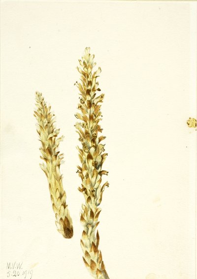 Squawroot Conopholis americana, 1919 von Mary Vaux Walcott