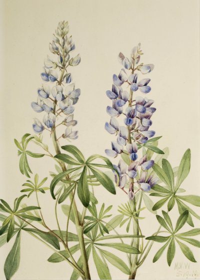 Sonnenuhr Lupine Lupinus perennis, 1919 von Mary Vaux Walcott