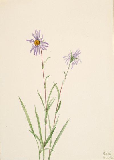 Sumpfaster Aster paludosus, 1922 von Mary Vaux Walcott