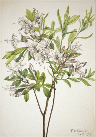 Sumpfazalee Azalea viscosa von Mary Vaux Walcott