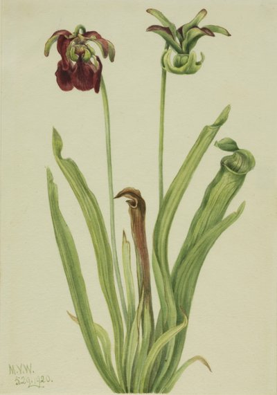 Sarracenia rubra (Süßer Schlauch) von Mary Vaux Walcott