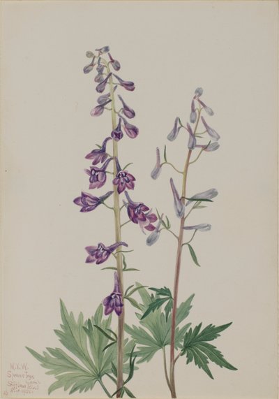 Hoher Rittersporn (Delphinium elongatum) von Mary Vaux Walcott