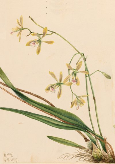 Tampa Epidendrum (Epidendrum tampense) von Mary Vaux Walcott