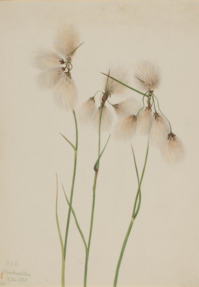 Schmalblättriges Wollgras Eriophorum angustifolium, 1920 von Mary Vaux Walcott