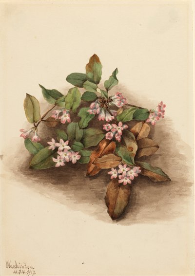 Kriechende Arbutus Epigaea repens, 1917 von Mary Vaux Walcott