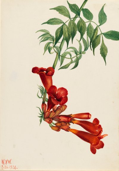 Trompetenblume Bignonia radicans, 1926 von Mary Vaux Walcott