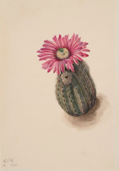 Truthahnhauptkaktus Echinocerus perbellus, 1930 von Mary Vaux Walcott