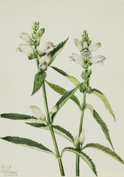 Schildkrötenkopf (Chelone glabra) von Mary Vaux Walcott