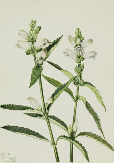 Schildblume Chelone glabra von Mary Vaux Walcott