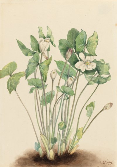 Zwillingsblatt Jeffersonia diphylla, 1919 von Mary Vaux Walcott