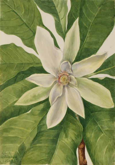 Schirmbaum Magnolia tripetala, 1932 von Mary Vaux Walcott